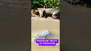 Download lagu DUA PREDATOR SALING MEMANGSA SATU SAMA LAINNYA #animals #shorts #wildlife #wildanimals mp3