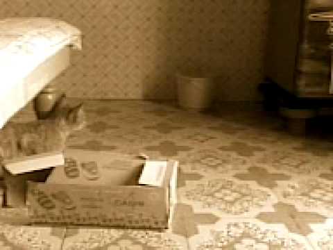 Hot, CITTY CAT searching RET. Video from My hostel.