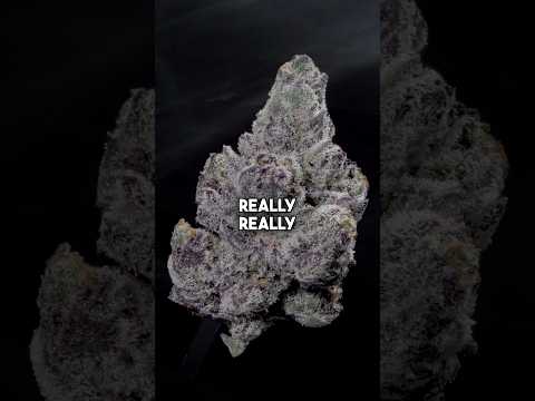 Treat EVERY bud like it’s a DIAMOND 💎 Trim Your Weed Like a Pro!