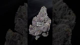 Treat EVERY bud like it’s a DIAMOND 💎 Trim Your Weed Like a Pro!