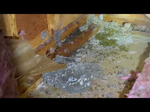 Exterminating a Large Yellow Jackets Nest in the Attic in Warren, NJ