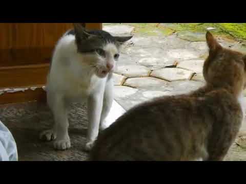 Cat fighting___Satisfya