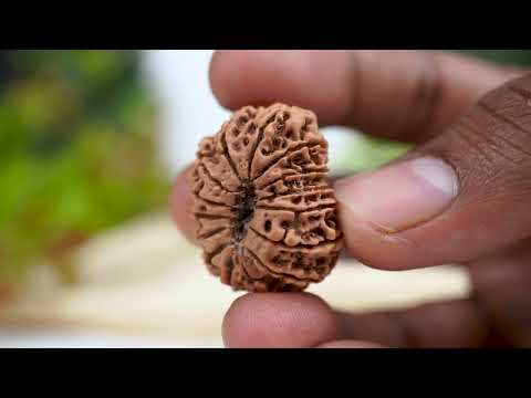 Rudraksha Product Image