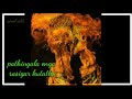 Thalapathy Pullingo Gana Song Whatsapp Status Thalapathy Fans Kondatam