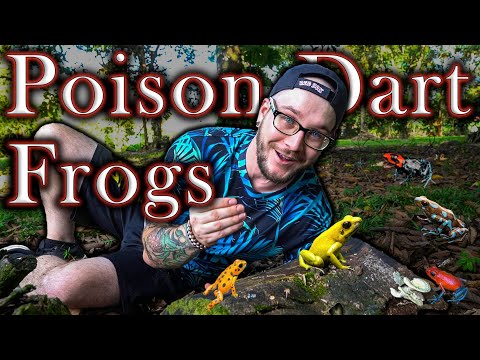 Poisonous Pets | All About Poison Dart Frogs