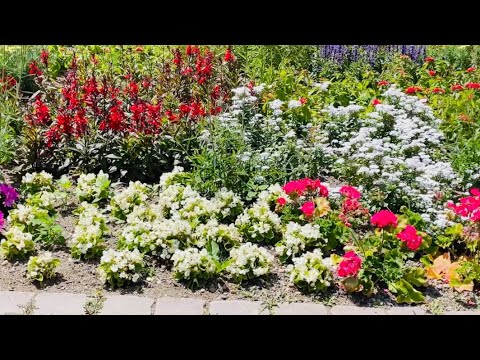 Beautiful Flowers of Nature