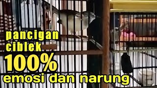 Download lagu AMPUH...pancingan ciblek agar emosi dan narung. mp3