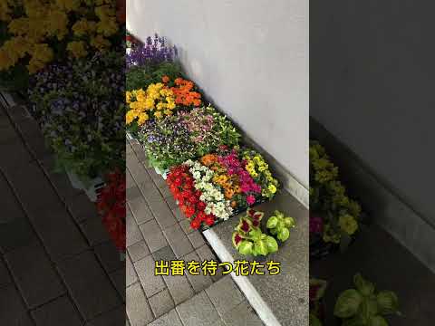 家の前の花壇: あなたの敷地の前に花を咲かせるための私たちのアイデアのすべて  庭園