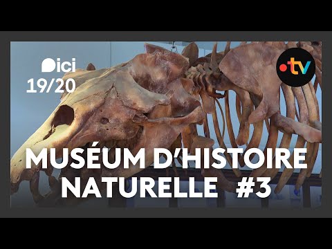 Muséum d'histoire naturelle de Nantes #3 : sur les traces d'un vrai dinosaure !
