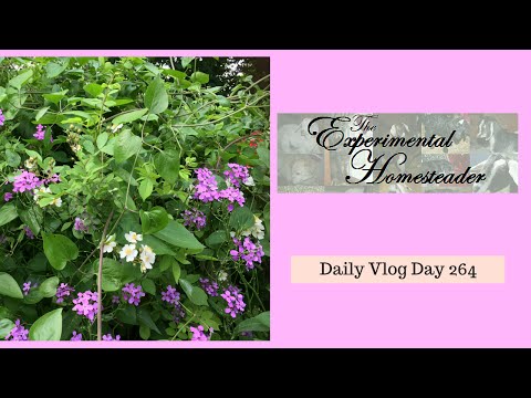 Daily Vlog Day 264 Experimental Homesteader