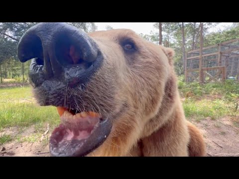 MEET ALL THE ANIMALS! PART 1