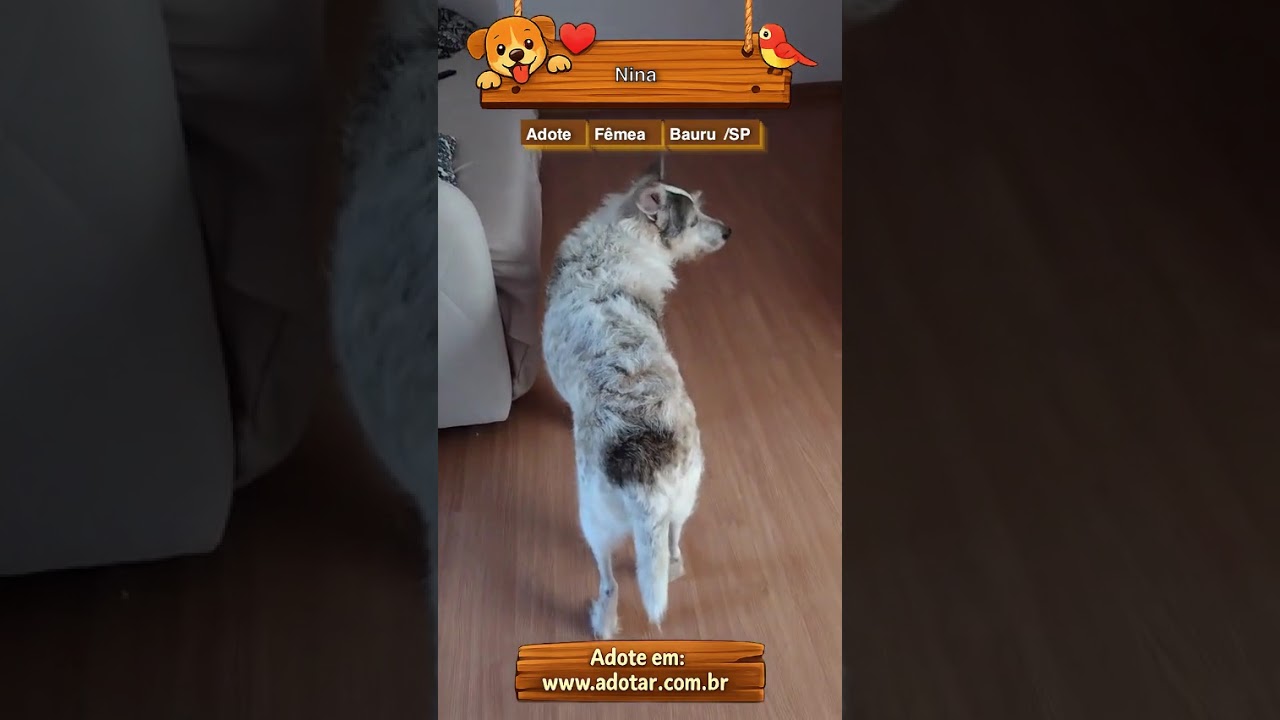 Cachorro raça SRD-ViraLata idade 6 ou mais anos nome Nina
