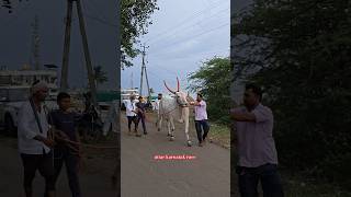 Download lagu ತಲಕಟನಾಳ ರಾಕಿ...💥🔥🚀🚩 #terabandi #cow #reels #bull #vairalshort #trending #nada #kannada #animals mp3