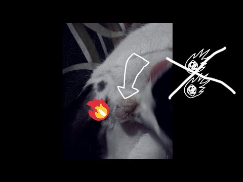 Neuter Male Cat(Bitoy)