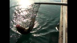 preview picture of video 'Portia - Cod Fishing - Dover'