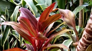 Angele Elis - Tiare Nehenehe