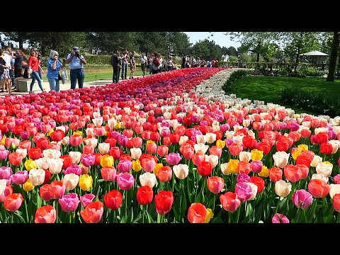 Tulips in Spring - Keukenhof garden, Netherlands
