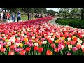 Tulips In Spring Keukenhof Garden Netherlands