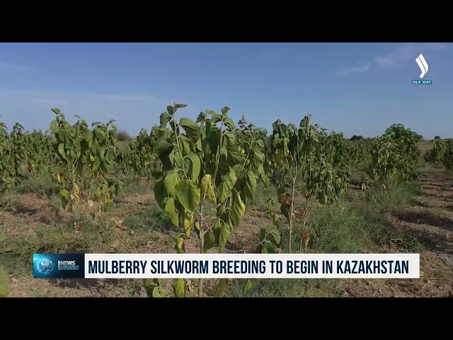 Kazakistan'da dut ipeği kurdu yetiştirilecek
