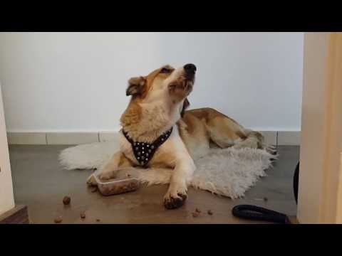 YouTube video about: How to care for a dog without a tongue?