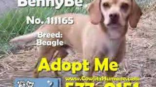 Cowlitz County Humane Society Adoptable Pets 03-08-08