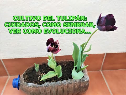 , title : 'Cómo sembrar TULIPANES 🌷 CUIDADOS y CULTIVO de los TULIPANES en maceta 🌷 Ver tulipanes en flor'