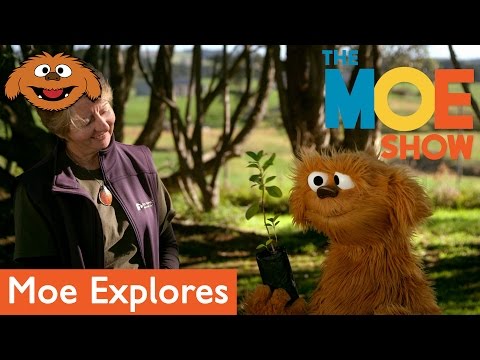 The Moe Show: Moe Explores - Trees