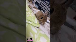気温が上がるとウサギも伸びる🐇