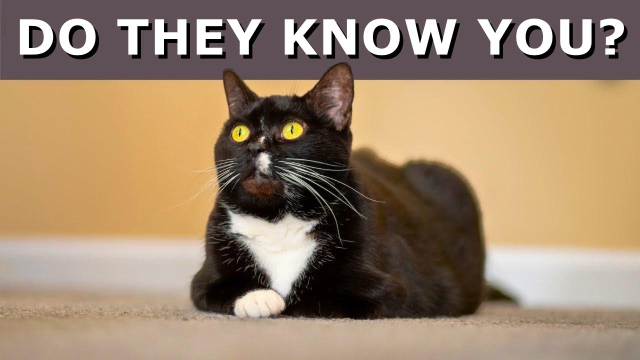 10 Things Your Cat Knows About You! 🔥