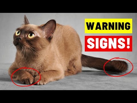 Cat Body Language DECODED - What They REALLY Want