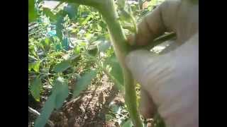 Пасынкование томатов и формирование куста несколькими способами видео