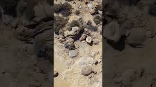 Falakra rocks form sediment accumulation, inc. sand, silt, clay, over millions of years.