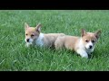 Welsh Corgi Pembroke dogs for sale: Tilly - Video 1