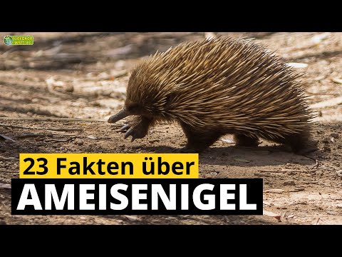 23 Steckbrief-Fakten über Ameisenigel 🦔 - Doku-Wissen über Tiere - für Kinder