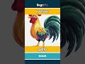 rooster - gallo video thumbnail