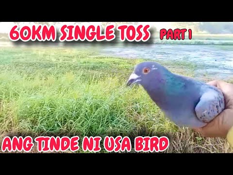 EP831 - P1 60KM SINGLE TOSS SOBRA BILIS NI USA BIRD!