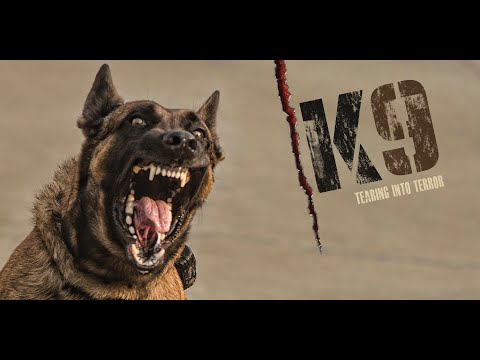 K 9| Belgian Malinois in Action | NSG