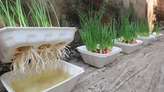 If you use this method of growing garlic and onions, you will never have to buy onions again