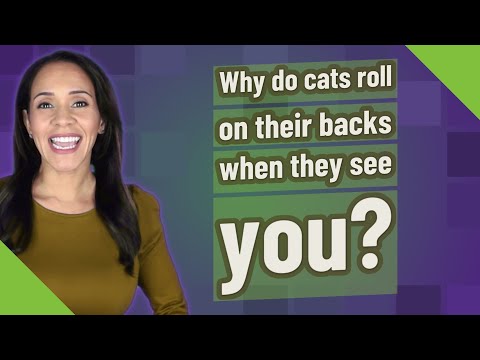 Why do cats roll on their backs when they see you?