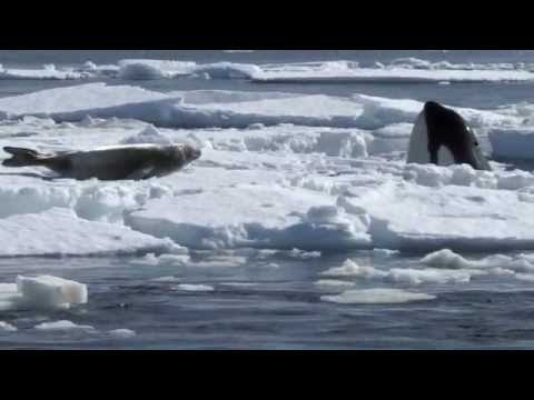 Orca ( Orcinus orca ) killer whale