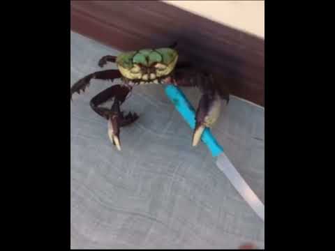 Crab - A Spy For A Spy - Misc Originals