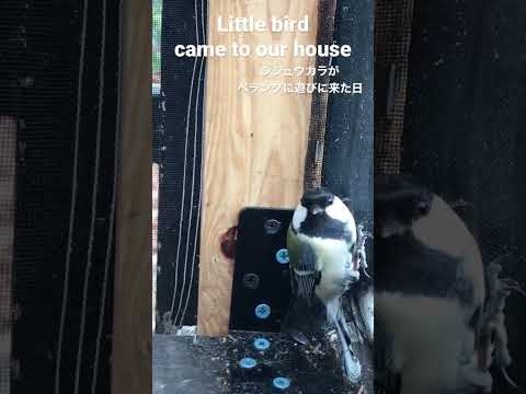 シジュウカラをバルコニーに引き寄せる方法は？彼らの冬の好きな食べ物は何ですか?  庭園