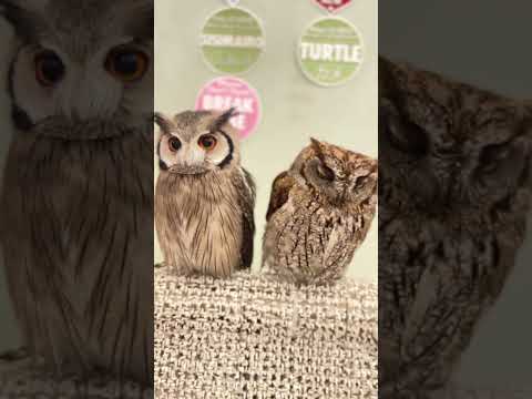 IUCN分類における絶滅の危険性を示す図。