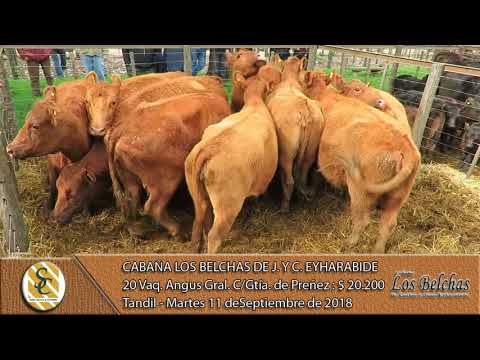 11-09-18 Venta de Vientres Angus Gral. Cab. Invitadas - Cab. Los Belchas de Eyharabide - Tandil