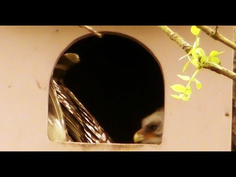 BABY BARRED OWL FIRST LOOK FOR 2025