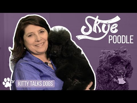Kitty Talks Dogs: grooming Skye the Miniature Poodle | TRANSGROOM