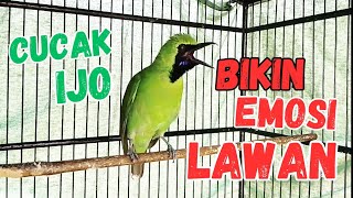 Download lagu PANCINGAN CUCAK IJO GACOR BUKA PARUH BIKIN LAWAN CEPAT ON LANGSUNG EMOSI DENGAR SUARA INI mp3