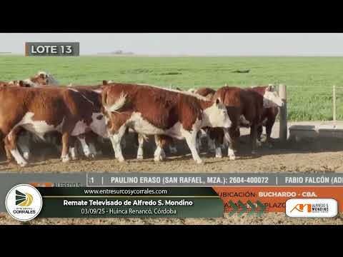 03-09-25 - Remate Televisado de Alfredo S. Mondino en Huinca Renancó, Córdoba