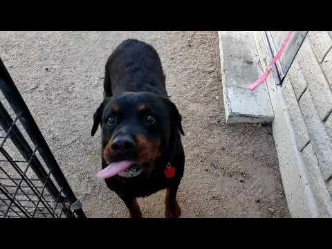 DARREL, an adopted Rottweiler Mix in Phoenix, AZ_image-1