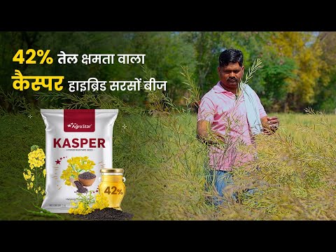 कैस्पर सरसों की कहानी किसानों की जुबानी